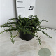 Aster ericoides 'Snowflurry' GM 2,0L