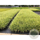 Carex morrowii 'Goldband' GM P9