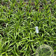 Carex pendula GM 2,0L