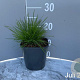 Deschampsia cespitosa GM 2,0L