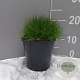 Festuca gautieri GM 2,0L