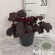 Heuchera 'Obsidian' GM 2,0L