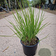 Molinia caerulea 'Heidebraut' GM 2,0L