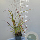 Panicum virgatum 'Shenandoah' GM 2,0L