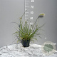 Pennisetum villosum GM 2,0L