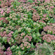 Sedum 'Herbstfreude' GM 2,0L