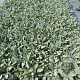 Stachys byzantina 'Silver Carpet' GM 2,0L