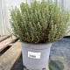 Thymus vulgaris GM C3
