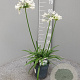 Agapanthus Eydori White GM P15