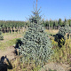 Abies pinsapo 'Glauca' 250-300 cm draadkluit