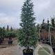Cedrus deodara 300-350 cm cont. 110L