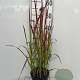 Imperata cylindrica 'Red Baron' GM 2,0L