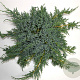 Juniperus squamata 'Blue Carpet' 40-50 cm 5,0L