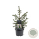 Picea omorika 40-50 cm 3,0L