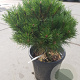 Pinus nigra Brepo 30-40 cm 10L bol