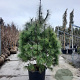 Pinus wallichiana 175-200 cm cont. 95L