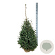 Picea omorika 100-125 cm met kluit extra