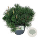 Pinus mugo mugo 40-50 cm 6L