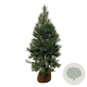 Pinus sylvestris 175-200 cm draadkluit extra