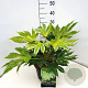 Fatsia japonica 'Spider's Web' 30-40 cm 10L