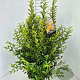 Forsythia int. Minigold 100-120 cm 10L