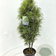 Frangula alnus Fine Line 100-120 cm 15L