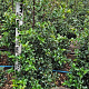 Ilex aquipernyi Dragon Lady 80-100 cm met kluit