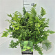 Dryopteris filix-mas 35-40 cm 10L