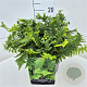 Dryopteris filix-mas 35-40 cm 10L