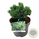 Pinus mugo 'Mops' 80-100 cm cont. 110L solitair
