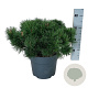 Pinus mugo pumilio 40-50 cm 6L