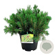 Pinus mugo pumilio 50-60 cm 15L