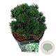 Pinus mugo 'Sherwood Compact' 20-25 cm
