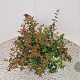 Abelia 'Edward Goucher' 20-25 cm 2,5L