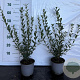 Ligustrum vulg. 'Atrovirens' 30-40 cm 2,0L