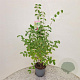 Lonicera xylosteum 60-70 cm 3,0L