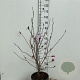 Magnolia loebneri 'Leonard Messel' 100-125 cm 15L
