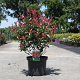Photinia fraseri Carré Rouge 60-80 cm 10L