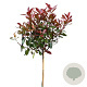 Photinia fraseri 'Red Robin' 120 cm stam 10L