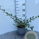 Salix aurita 30-40 cm 2,0L