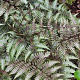 Athyrium niponicum GM 2,0L