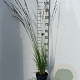 Molinia caerulea GM 2,0L