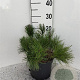 Pinus mugo pumilio 15-20 cm 5,0L