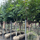 Prunus lusitanica Tico 250-300 cm draadkluit solitair
