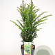 Taxus baccata 40-50 cm 5,0L