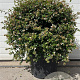 Abelia grandiflora 60 cm 45L bol