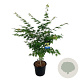 Acer Arctic Jade 125-150 cm 30L extra