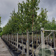 Acer campestre 'Elsrijk' 14-16 HO container