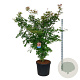 Acer North Wind 200-250 cm cont. 90L extra
