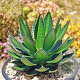 Agave lophantha GM c20